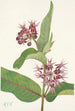 Asclépiade speciosa - Mary Vaux Walcott — visning af kunstværket