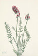 Oxytrope splendens - Mary Vaux Walcott — visning af kunstværket