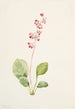 Pyrole asarifolia - Mary Vaux Walcott — visning af kunstværket
