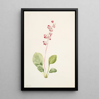 Mary Vaux Walcott - Showy Pyrolla Pyrola asarifolia.webp