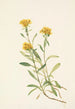 Solidage ciliosa - Mary Vaux Walcott — visning af kunstværket