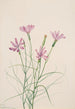 Lygodesmia grandiflora - Mary Vaux Walcott — visning af kunstværket