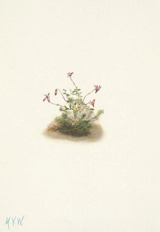 Mary Vaux Walcott - Small Cranberry Oxycoccus palustris.webp