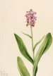 Orchidée frangée pourpre Habenaria psychodes - Mary Vaux Walcott — visning af kunstværket