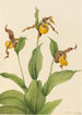 Lille Vener's gule Cypripedium parviflorum-maleri af Mary Vaux Walcott — visning af kunstværket