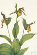 Lille Vener-sko maleri i gult Cypripedium parviflorum - Mary Vaux Walcott — visning af kunstværket