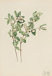 Symphorine hvid Symphoricarpos albus - Mary Vaux Walcott — visning af kunstværket