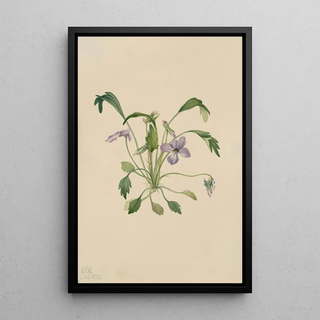 Mary Vaux Walcott - Southern Birds Foot Violet Viola digitata.webp