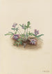 Violette de la côte sud Viola septemloba - Mary Vaux Walcott — visning af kunstværket