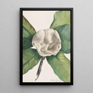Mary Vaux Walcott - Southern Magnolia Magnolia grandiflora.webp