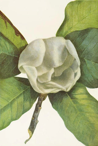 Mary Vaux Walcott - Southern Magnolia flower Magnolia grandiflora.webp