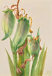 Baïonnette espagnole Yucca baccata - Mary Vaux Walcott — visning af kunstværket
