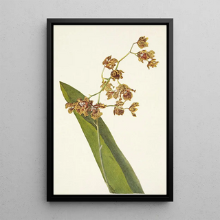 Mary Vaux Walcott - Spotted Cyrtopodium Cyrtopodium punctatum.webp