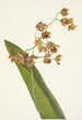 Cyrtopodium tacheté Cyrtopodium punctatum - Mary Vaux Walcott — visning af kunstværket