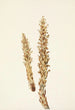 Conopholis d'Amérique Conopholis americana - Mary Vaux Walcott — visning af kunstværket