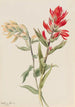 Stachys des marais - Mary Vaux Walcott — visning af kunstværket
