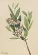 Pieris de Virginie Pieris mariana - Mary Vaux Walcott — visning af kunstværket