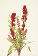 Chénopode fraise Chenopodium capitatum - Mary Vaux Walcott — visning af kunstværket