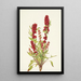Chénopode fraise Chenopodium capitatum - Mary Vaux Walcott — indrammet kunstværk på væggen