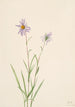 Aster des marais Aster paludosus - Mary Vaux Walcott — visning af kunstværket