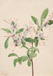 Azalée blid Azalea arborescens - Mary Vaux Walcott — visning af kunstværket
