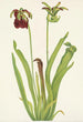 Sarracénie fordybende Sarracenia rubra - Mary Vaux Walcott — visning af kunstværket