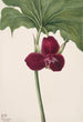 Trille blid Trillium vasyi - Mary Vaux Walcott — visning af kunstværket