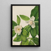 Magnolia med eviggrønne blade Magnolia virginiana - Mary Vaux Walcott — indrammet kunstværk på væggen
