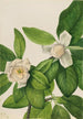 Magnolia med eviggrønne blade Magnolia virginiana - Mary Vaux Walcott — visning af kunstværket
