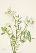 Hedysarum de Mackenzie Hedysarum mackenzii - Mary Vaux Walcott — visning af kunstværket