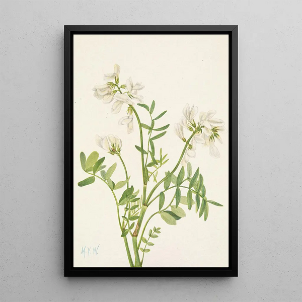 Mary Vaux Walcott - Sweetvetch Hedysarum mackenzii.webp