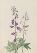 Dauphinelle élevée Delphinium elongatum - Mary Vaux Walcott — visning af kunstværket