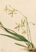 Épidendrum de Tampa Epidendrum tampense - Mary Vaux Walcott — visning af kunstværket