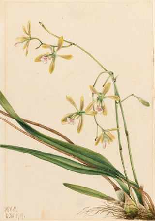 Mary Vaux Walcott - Tampa Epidendrum Epidendrum tampense.webp
