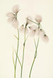 Linaigrette à feuilles étroites Eriophorum angustifolium - Mary Vaux Walcott — visning af kunstværket