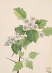 Aubépine écarlate Crataegus coccinea - Mary Vaux Walcott — visning af kunstværket