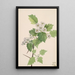 Aubépine écarlate Crataegus coccinea - Mary Vaux Walcott — indrammet kunstværk på væggen