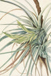 Tillandsia fasciculée Tillandsia fasciculata - Mary Vaux Walcott — visning af kunstværket