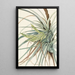 Tillandsia fasciculée Tillandsia fasciculata - Mary Vaux Walcott — indrammet kunstværk på væggen