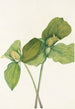 Trille sessile Trillium sessile - Mary Vaux Walcott — visning af kunstværket