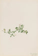 Houstonie rampante Houstonia procumbens - Mary Vaux Walcott — visning af kunstværket
