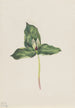 Trille décoloré Trillium discolor - Mary Vaux Walcott — visning af kunstværket