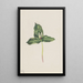 Trille décoloré Trillium discolor - Mary Vaux Walcott — indrammet kunstværk på væggen