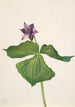 Trille dressé Trillium erectum - Mary Vaux Walcott — visning af kunstværket