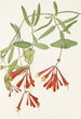Chèvrefeuille trompette Lonicera sempervirens - Mary Vaux Walcott — visning af kunstværket