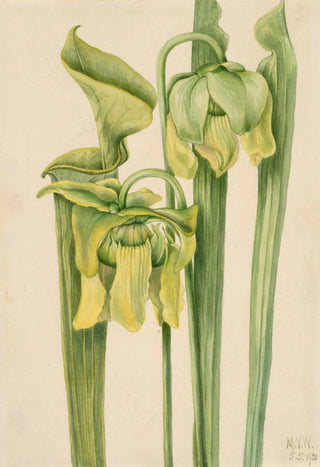 Mary Vaux Walcott - Trumpetleaf Sarracenia flava.webp