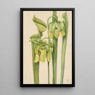 Mary Vaux Walcott - Trumpetleaf Sarracenia flava.webp