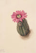 Cactus hoved af kalkun Echinocerus perbellus - Mary Vaux Walcott — visning af kunstværket