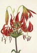 Lis turban Lilium superbum - Mary Vaux Walcott — visning af kunstværket