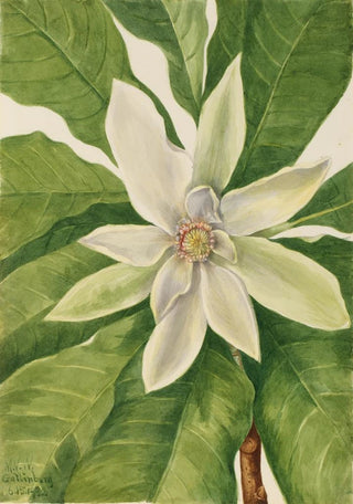 Mary Vaux Walcott - Umbrella Tree Magnolia tripetala.webp